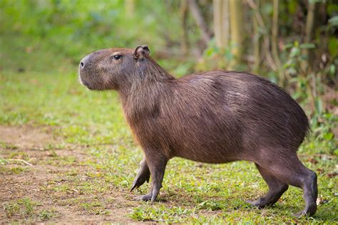 Capibara: características, hábitat, alimentación, comportamiento