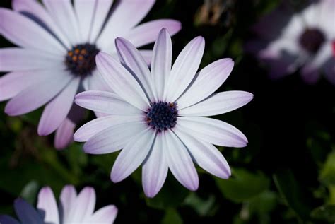 Insel Mainau, Germany | Flora and Fauna on Mainau Island, Ge… | Flickr