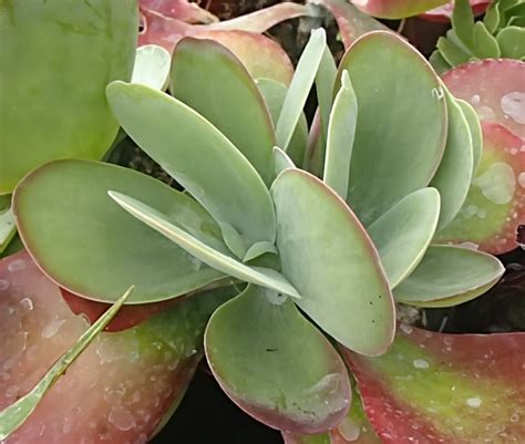 Kalanchoe Plant Care and Maintenance (Indoor and Outdoor)