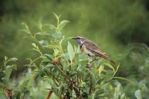 Free picture: brown, creeper, bird