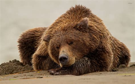 Brown bear sleeping on wet sand wallpaper - Animal wallpapers - #52772