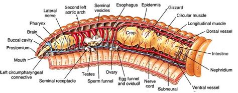 Inside Worm Anatomy