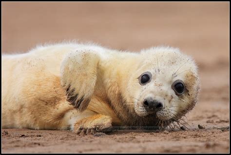 Grey Seal | Wildlife | The Wildlife