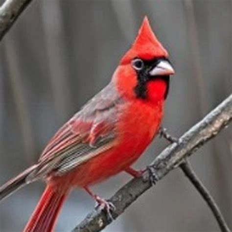 North Carolina State Bird - Learn About the Northern Cardinal