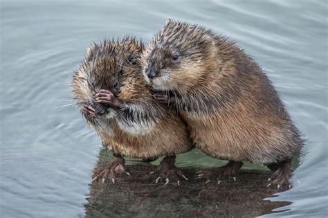 Photo: Muskrat pair makes the sweetest couple Water Animals, Animals And Pets, Baby Animals ...