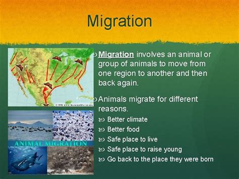 Animal Adaptations Adapted from ericakt net powerpoint What