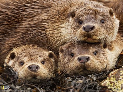 Earthmanpdx: Giant Otters of the Amazon