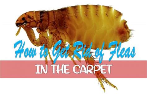 How to Get Rid of Fleas in the Carpet (Fast!)