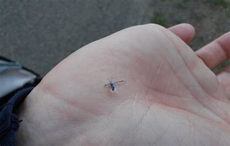 Identification of small fuzzy flying insect (pic) - Biology Stack Exchange