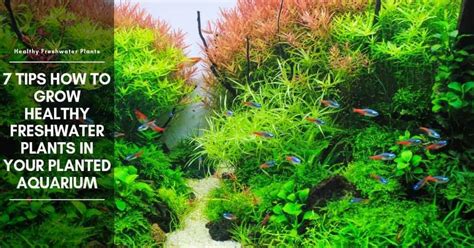 7 Tips for How to Keep Live Plants in an Aquarium - Lighting & Substrate