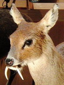 Water deer - Simple English Wikipedia, the free encyclopedia