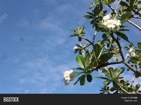 Frangipani Tree Image & Photo (Free Trial) | Bigstock