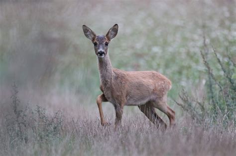 Roe Deer Fawn Mammal - Free photo on Pixabay - Pixabay