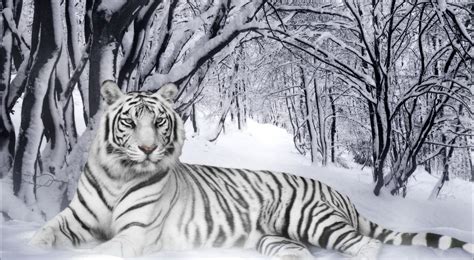 Bengal Tiger snow Tiger white HD Wallpaper | Pet tiger, White tiger, Snow tiger