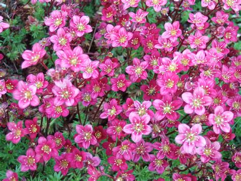 Mossy Saxifrage | Saxifrage in my garden. | Vickie Carnduff | Flickr