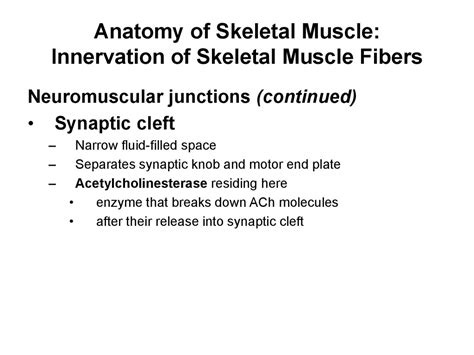 Muscle Tissue - online presentation