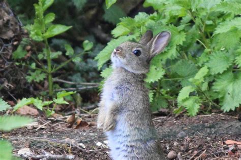 Animals and kids: Cute baby rabbits