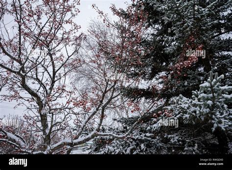 Winter scene from Canada Stock Photo - Alamy