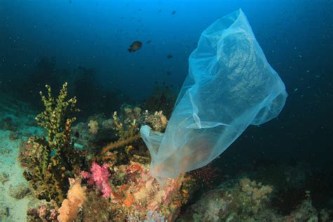 Seafood Industry Australia responds to microplastics in Great Barrier Reef fish - Science Meets ...