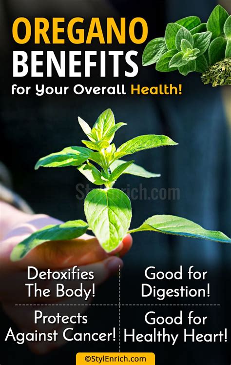 Oregano Benefits For Overall Health and Its Various Uses!