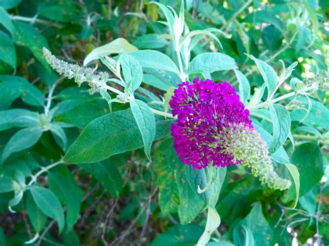 Beautiful Purple Butterfly Bushes! | Photography, Purple butterfly, Beautiful