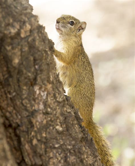 Cape Ground Squirrel | www.wildlife-photography.uk.com