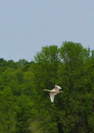 Angry swan by Xozmoss on DeviantArt