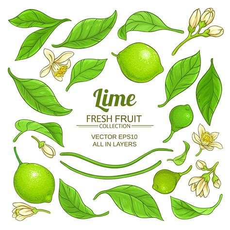 Premium Vector | Lime elements vector set