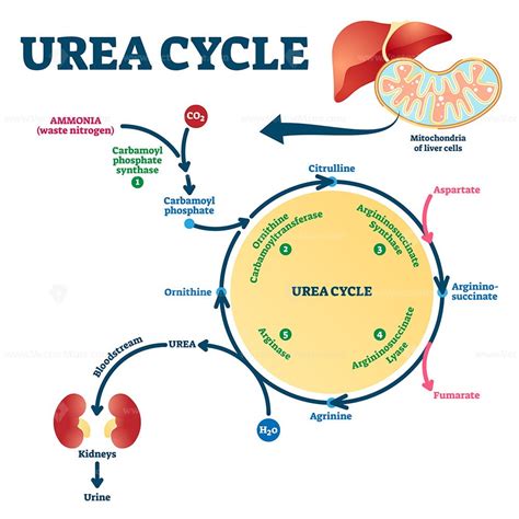 Urea cycle labeled ornithine explanation scheme - VectorMine