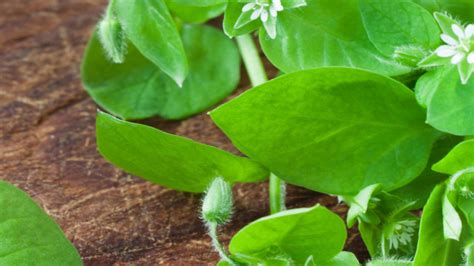 Chickweed Benefits: An edible spring weed with many uses! | Almanac.com