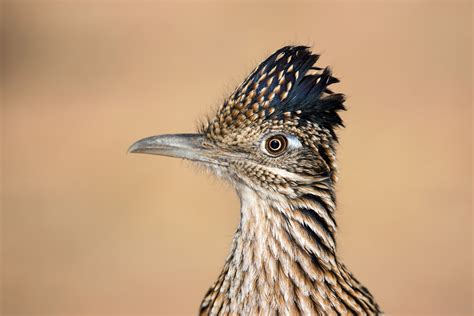 Roadrunner | BirdNote