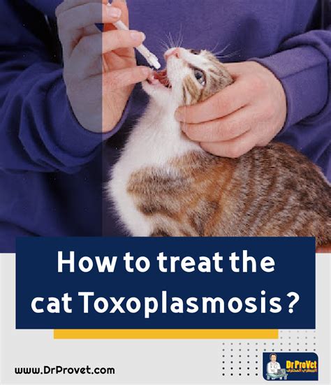 Cat Toxoplasmosis