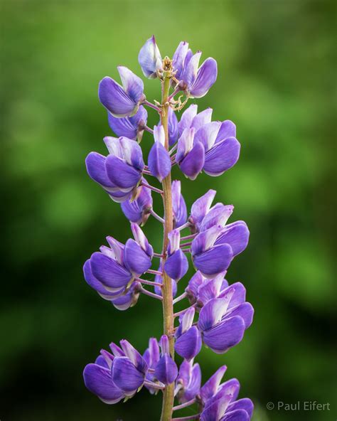 Lovely Lupin | A lovely purple lupin flower grows in the gar… | Paul ...