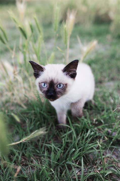 "Siamese Kitten" by Stocksy Contributor "Jovana Rikalo" - Stocksy