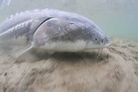 Fraser River Sturgeon Conservation - Environmental Sturgeon Stewardship ...