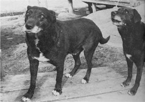 20 Extinct Dog Breeds So Strange That We Wish They Still Existed