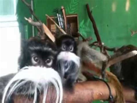 Funny Monkey Song: Mustache Monkeys by Bryant Oden - YouTube