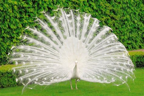 White Peacock Wallpapers - Wallpaper Cave