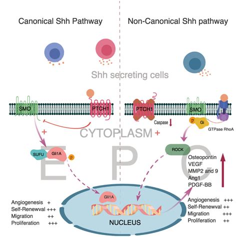 Sonic Hedgehog Paracrine Signaling Regulates Metastasis And | My XXX Hot Girl