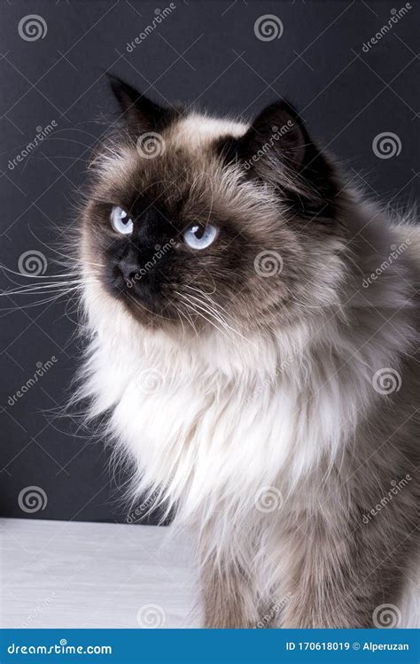 Birman Cat with Blues Eyes an Long Furs Stock Image - Image of eyes, lovers: 170618019