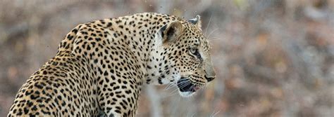 Leopard Hills Lodge - African Photo Safari