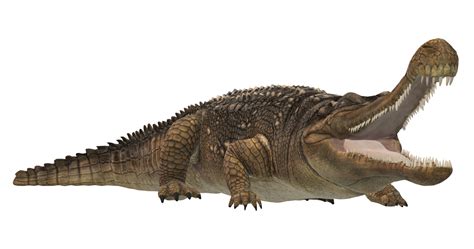 Sarcosuchus Crocodile isolated on a Transparent Background 24064314 PNG