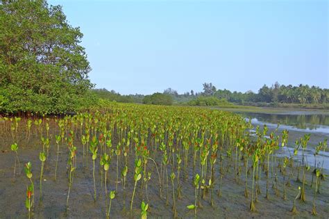 Download free photo of Mangrove,seedlings,plantation,creek,tidal forest ...