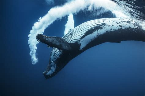 Free photo: Humpback whale - Animal, Surface, NewfoundlandandL - Free ...