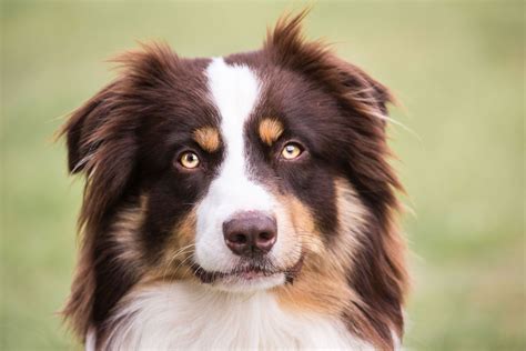 Australian Shepherd | Dog, Description, Summary, Temperament, & Facts | Britannica