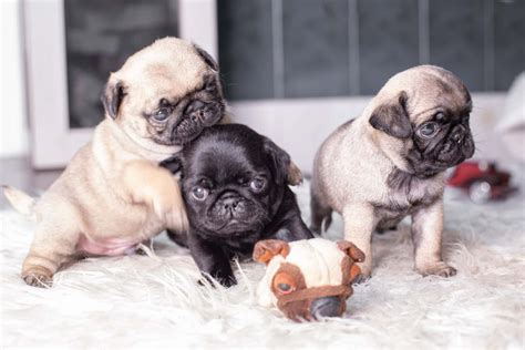 Are Pugs Good Pets? 10 Things to Know About this Dog | Canadian Living