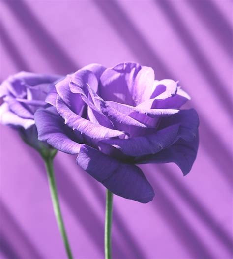 Purple Flowers Aesthetic Images - Free Download on Freepik