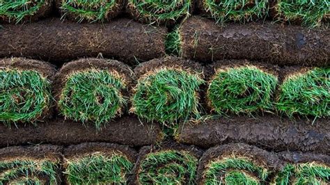 5 Steps for Laying Sod On a Slope [Get Sod to Take Root Fast] | Pepper's Home & Garden