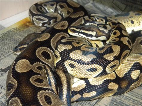 Ball Python Breeding 2 by ReptileMan27 on DeviantArt