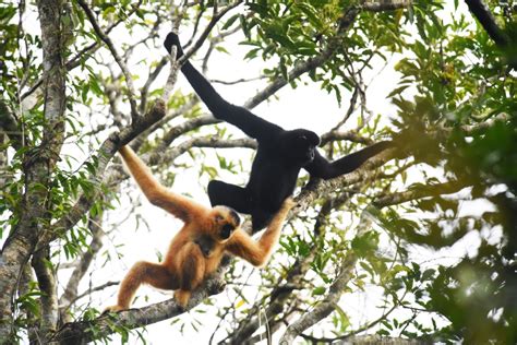 After the typhoon: Bridging ravaged forest for the critically ...